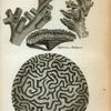 Cinnamon Madrepore; Muricated Madrepore; Mushroom Madrepore; Gorgonia Cerebrum or Brain Madrepore.