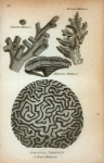 Cinnamon Madrepore; Muricated Madrepore; Mushroom Madrepore; Gorgonia Cerebrum or Brain Madrepore.