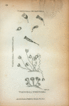 Vorticella Rotatoria; Vorticella Campanulata; Vorticella Stentorea.