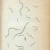 Magnified Views of Vibrio Anguillula or Eel Vibrio.