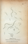 Magnified Views of Vibrio Anguillula or Eel Vibrio.