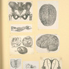 Illustrations of human anatomy.