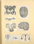 Illustrations of human anatomy.