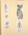 Illustrations of human anatomy.
