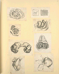 Illustrations of human anatomy.