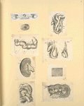 Illustrations of human anatomy.