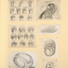 Illustrations of human anatomy.