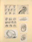 Illustrations of human anatomy.