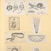 Illustrations of human anatomy.