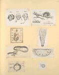 Illustrations of human anatomy.
