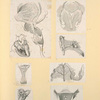 Illustrations of human anatomy.