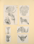 Illustrations of human anatomy.