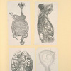 Illustrations of human anatomy.