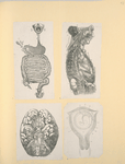 Illustrations of human anatomy.