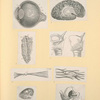 Illustrations of human anatomy.