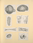 Illustrations of human anatomy.