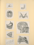 Illustrations of human anatomy.