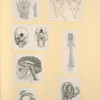 Illustrations of human anatomy.