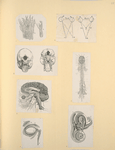 Illustrations of human anatomy.