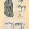 Prehistoric animal skeletons.