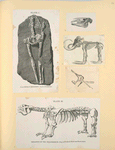 Prehistoric animal skeletons.