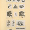 Fruit.
