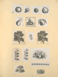 Fruit.