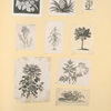Fruit and flowers.