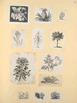 Fruit and flowers.
