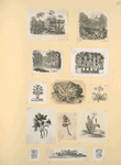 Flowers.