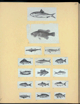 Scrap Book, Volume 6, p.18
