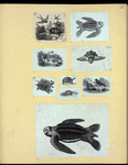Scrap Book, Volume 6, p.21