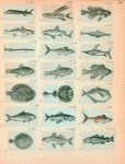 Volume 3, p.44