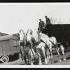 Circus -- Wagons