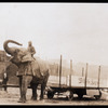 Hagenbeck Circus