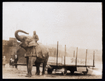 Hagenbeck Circus