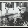 Harry Houdini diving into a pool at the Ralf M. Walker estate