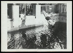 Harry Houdini diving into a pool at the Ralf M. Walker estate