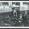 Harry Houdini diving into a pool at the Ralf M. Walker estate