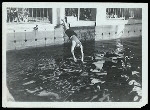 Harry Houdini diving into a pool at the Ralf M. Walker estate