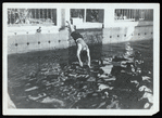 Harry Houdini diving into a pool at the Ralf M. Walker estate