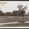 Gilbert Miller
