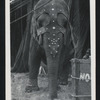 Modoc (Elephant)
