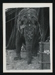 Modoc (Elephant)