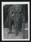 Modoc (Elephant)