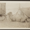 R.T. Richards Circus