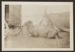 R.T. Richards Circus