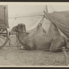 R.T. Richards Circus