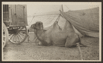 R.T. Richards Circus