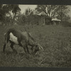 Theatres -- U.S. -- Moylan, PA -- Hedgerow